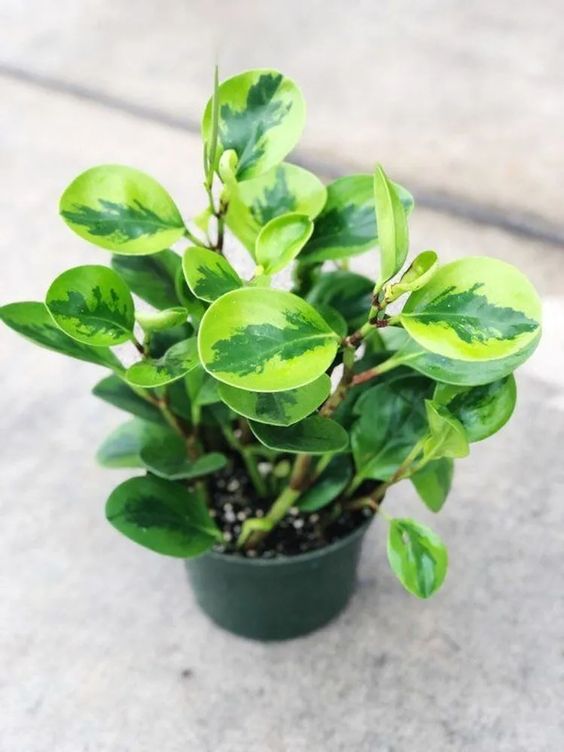 lemon lime rubber tree Lemon Lime Peperomia – Lovely Roots LLC
