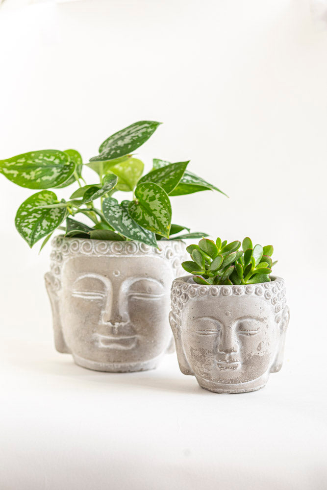 small buddha plant pot Buddha Head Pot