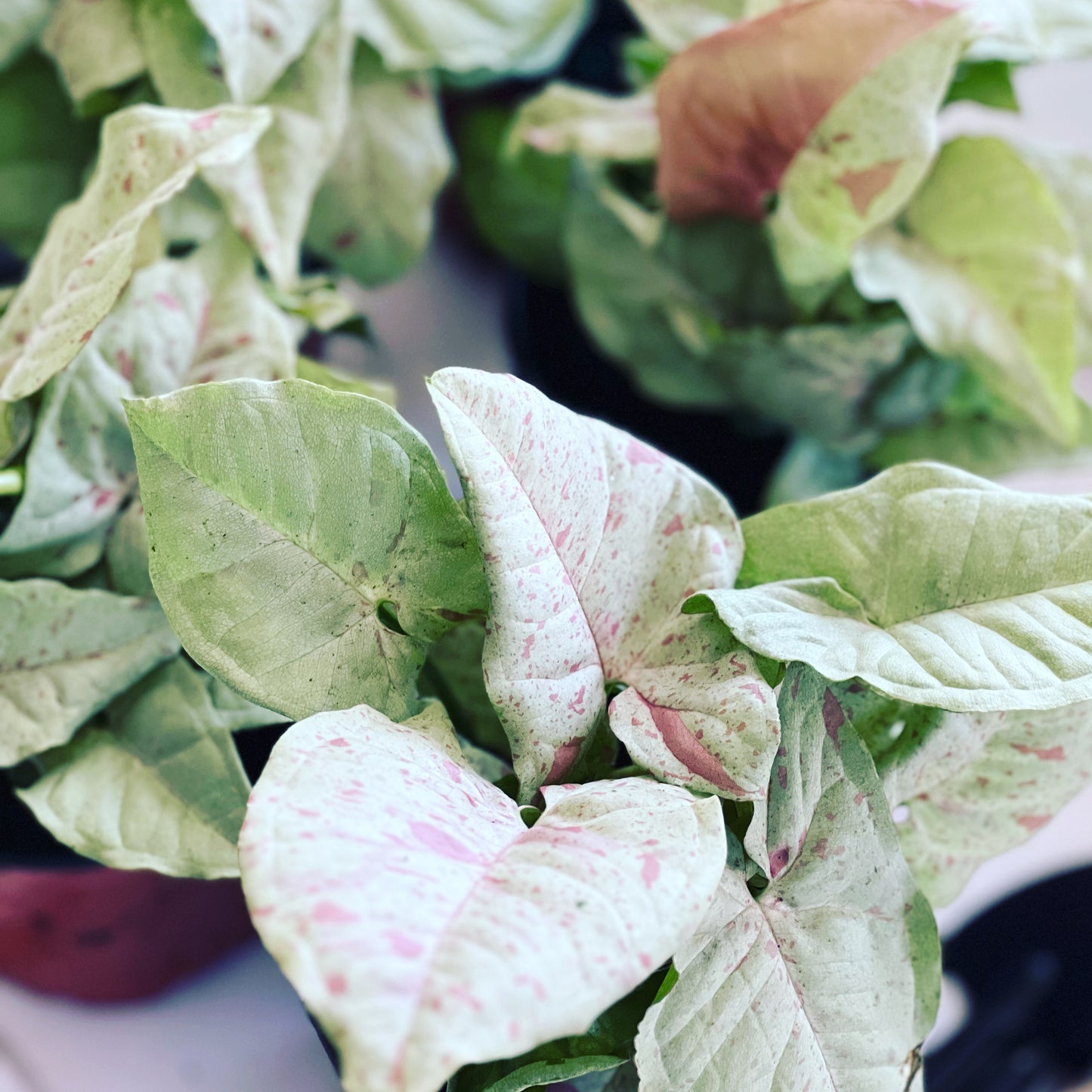 Syngonium 'Milk Confetti'