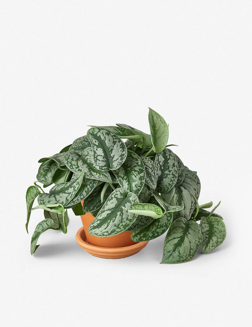 Pothos Scindapsus