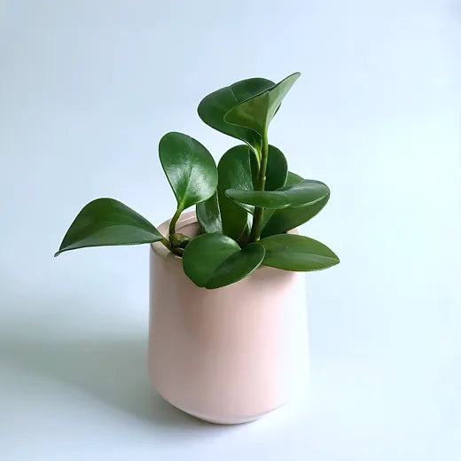 Green Peperomia