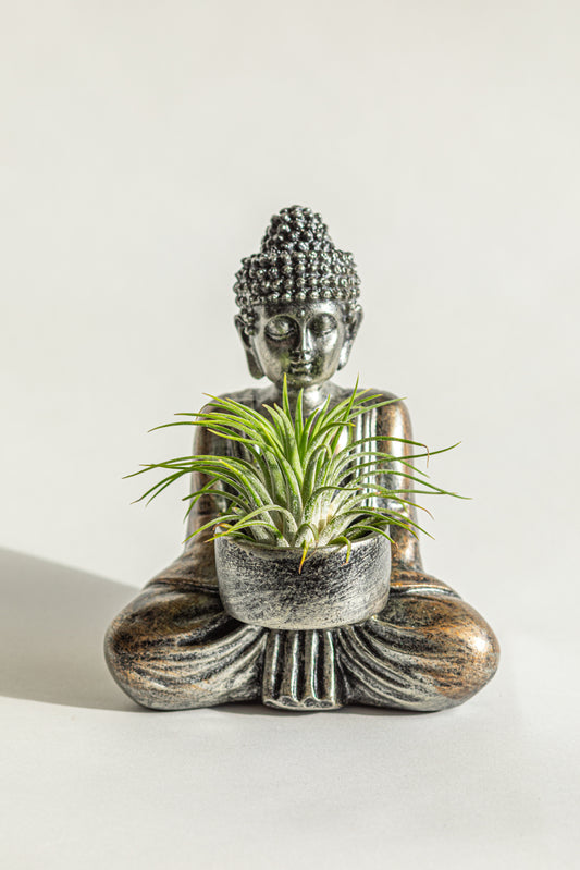 Buddha Pot