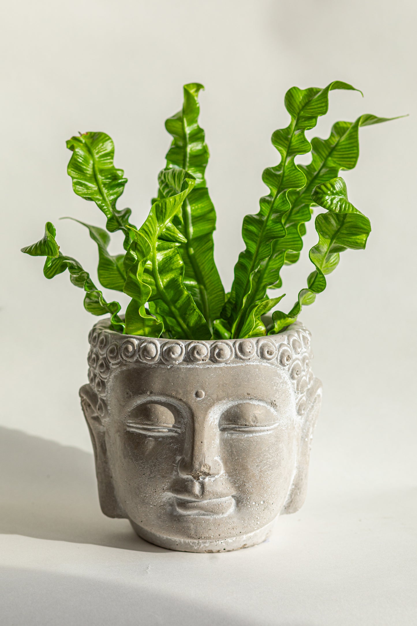 Buddha Head Pot