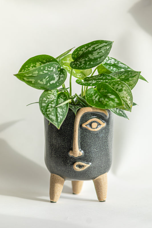 Tall Face Planter