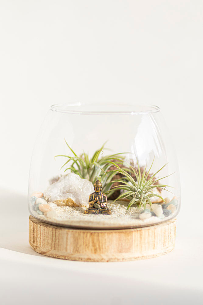 Buddha Terrarium Kit