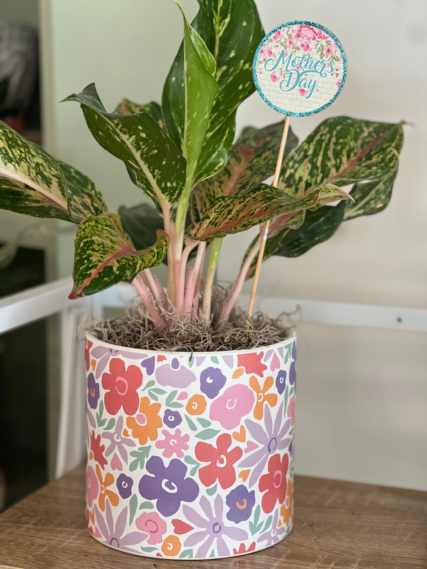 Anglaonema Sparkling Sara in this beautiful planter