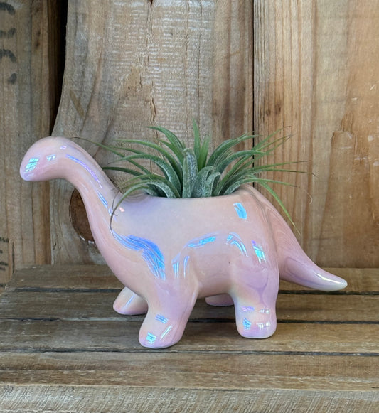 Mini brontosaurus with Air Plant