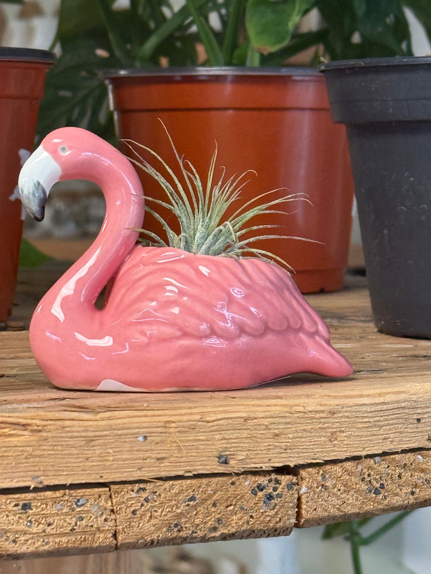 Flamingo planter with Airplant