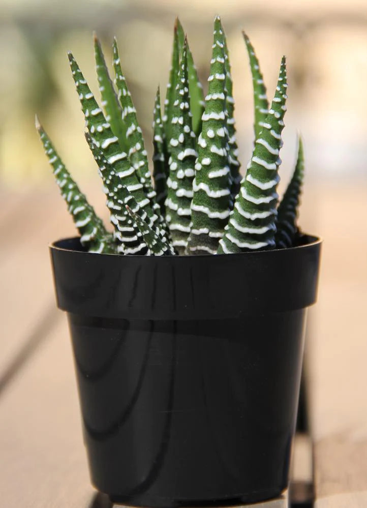 3” Haworthia Zebra