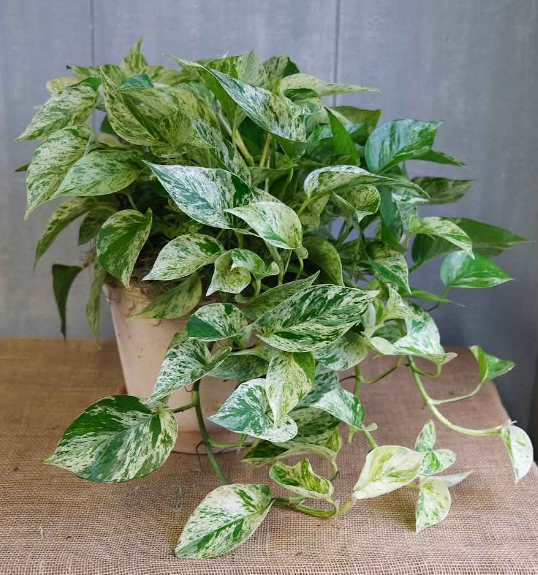 Marbled Pothos